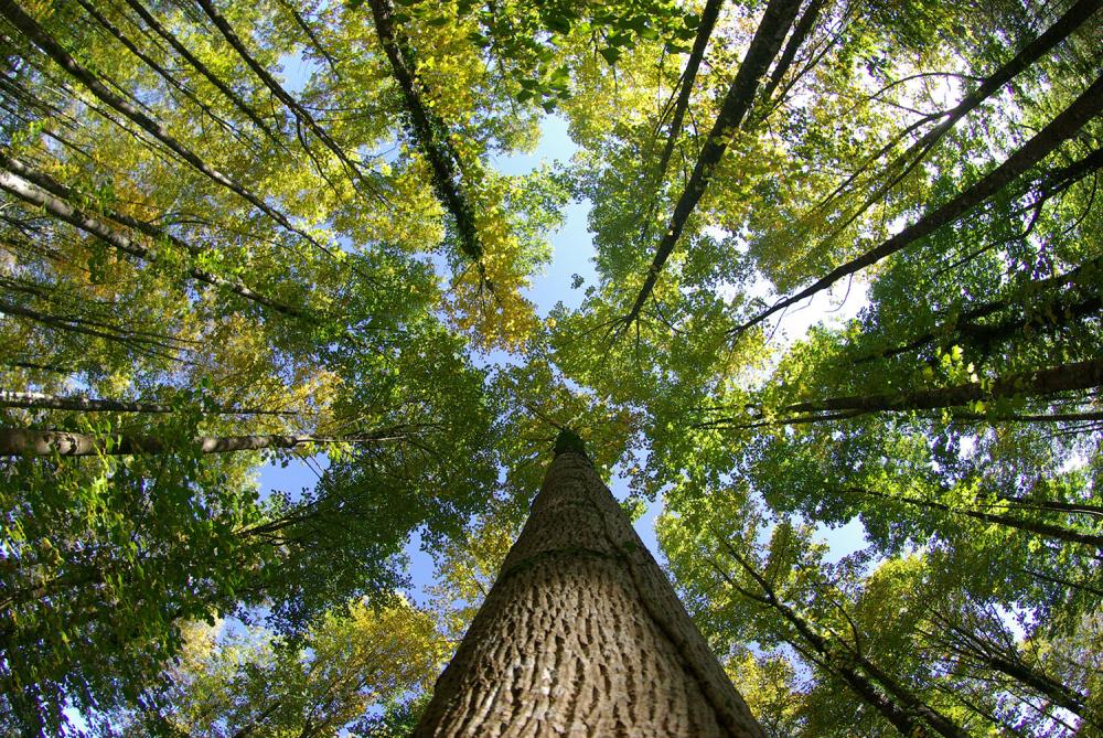 sylviculture-entretien-parc-forestier