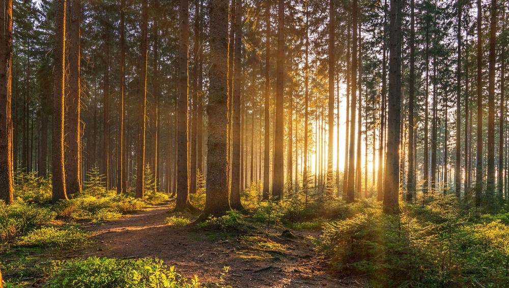 foret-plantation-arbres-parc-forestier